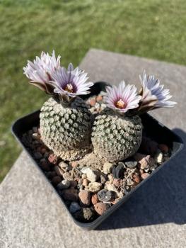 Turbinicarpus valdezianus